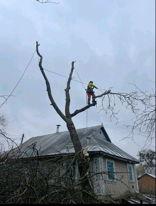 Спил аварійних дерев