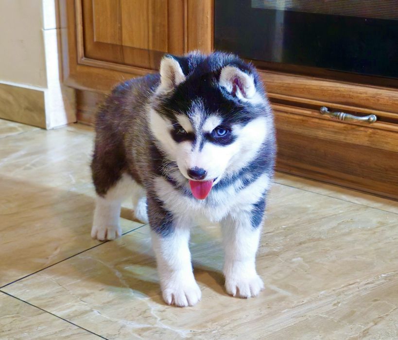 Szczeniak Siberian Husky rodowód ZKwP FCI Champion Puppy Pedigree