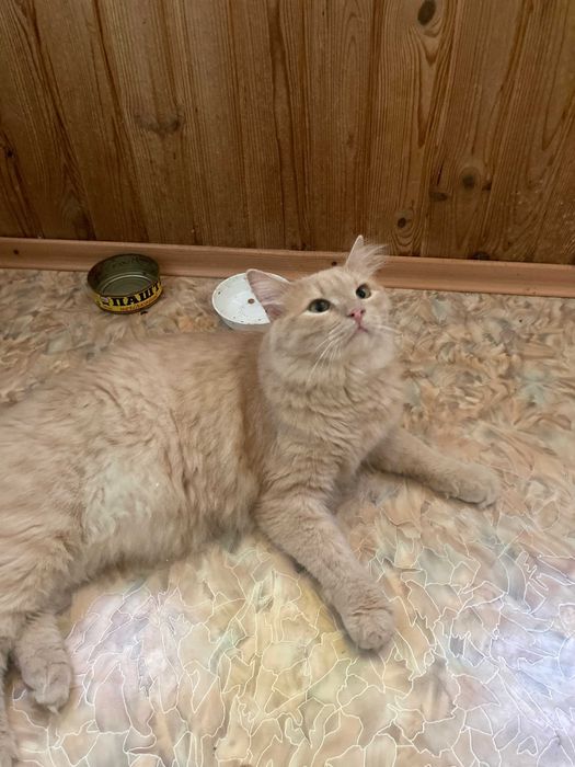 Котик в добрі руки
