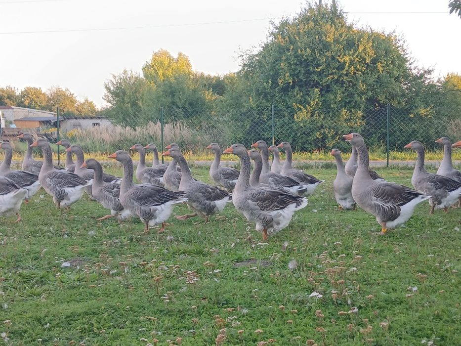 Gęsi landes młode