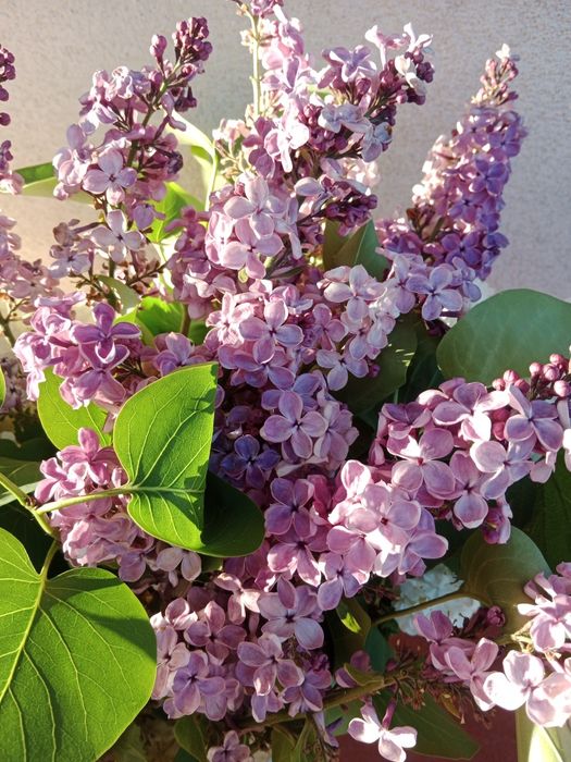 Sadzonki , bez biały i fioletowy