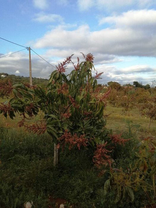 Terreno para venda em Silves com agua de furo e eletricidade
