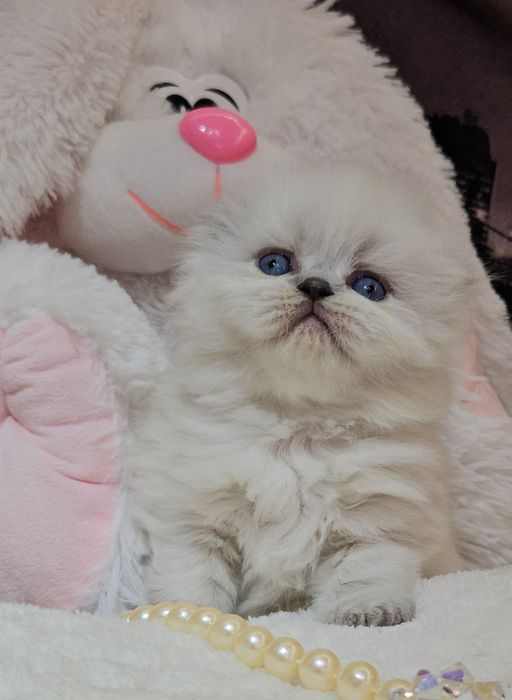 Продам Шотландских кошенят. Висловухі