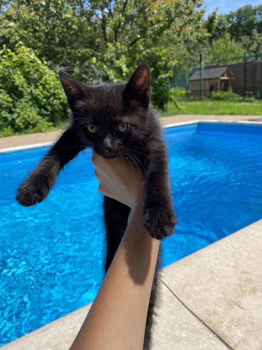 Котята порода Нибелунг