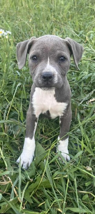 Zaginął pies pitbull terier american