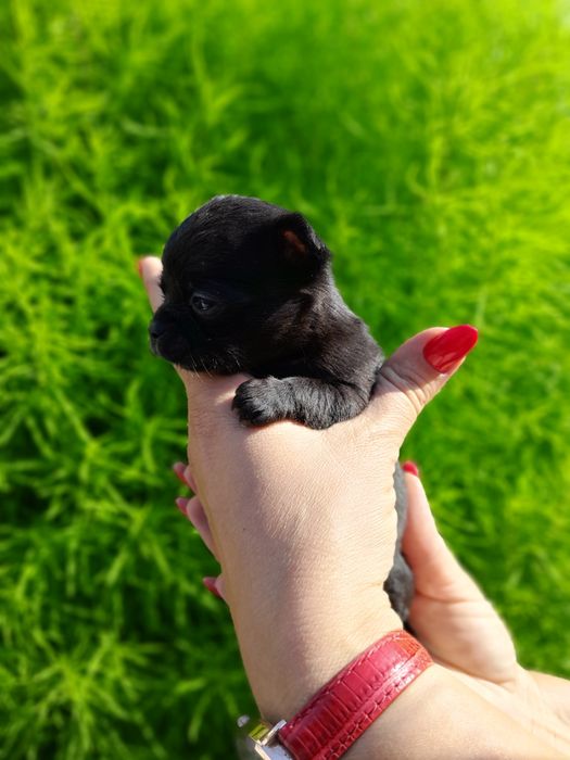 Продам малышей чихуахуа девочки