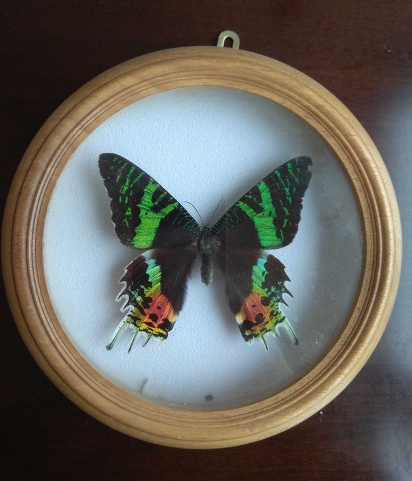 Метелики в рамці