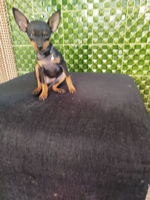 Pinscher zero lindíssimo