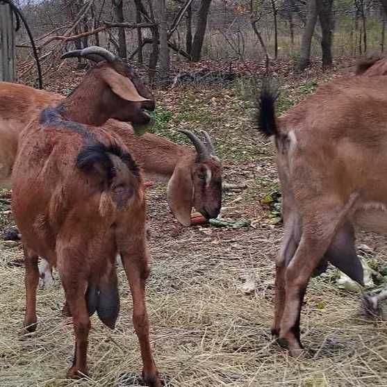 Продам молоді англо-нубійські  козочки
