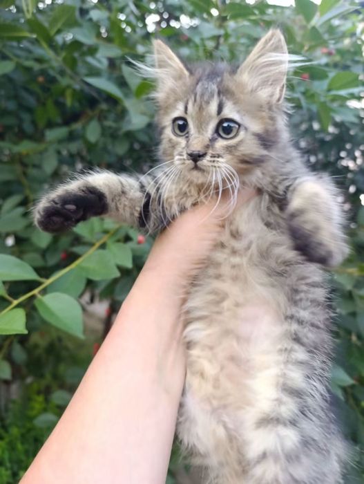 Кошеня в добрі руки!
