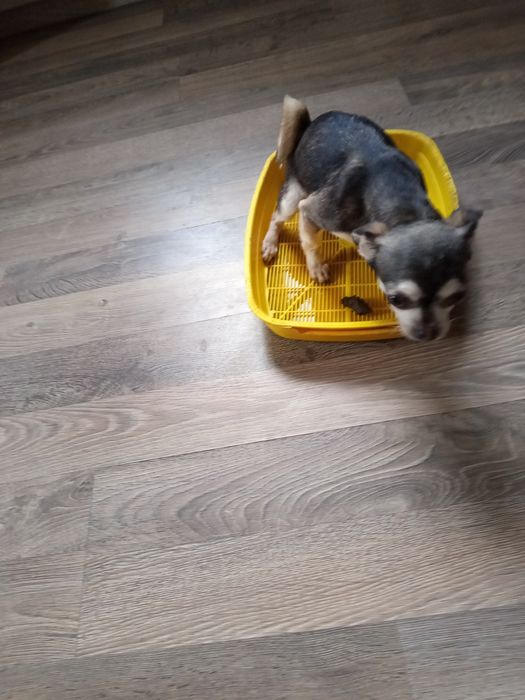 Ласковая чишечка