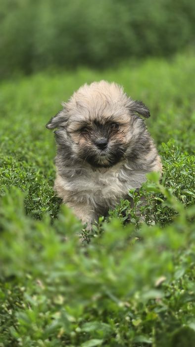 Maltipoo cudowna suczka