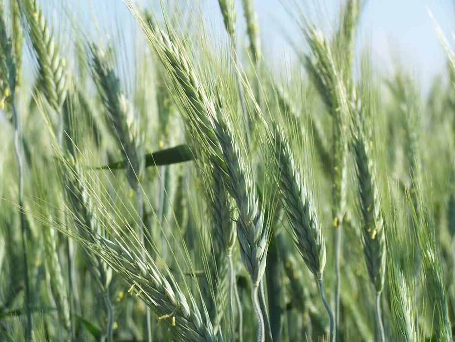 Pszenżyto jare MAMUT C/1 Materiał kwalifikowany