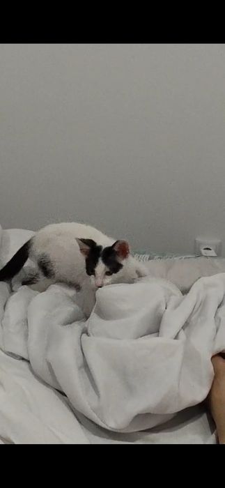 Gatinho bebé para adoptar