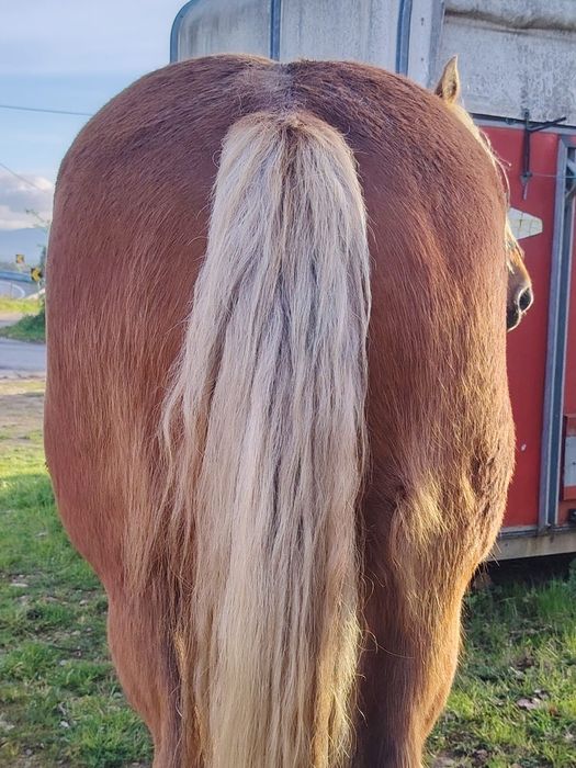 Vendo égua pechorona com 6 anos de idade com livro muito mansa  engata