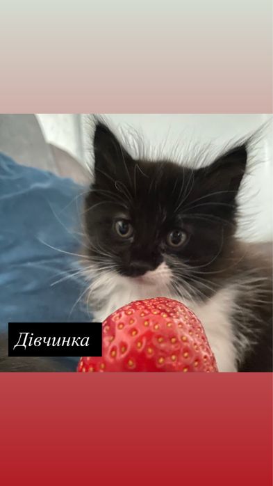 Віддам  в добрі руки !