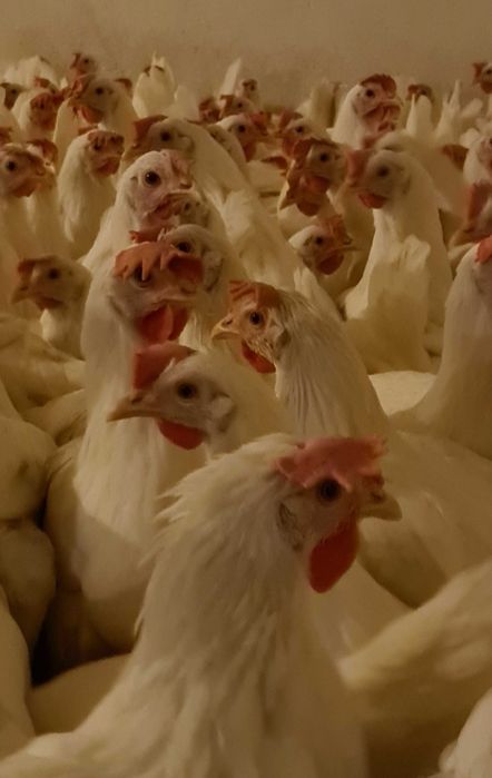 Kury Nioski Leghorny Leghorn 23 tyg z jajkiem