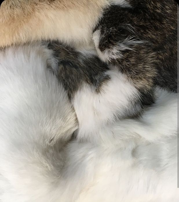 Продам шкури кролика