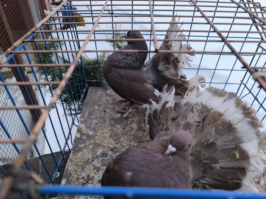 Pawiki na lencie czerwone