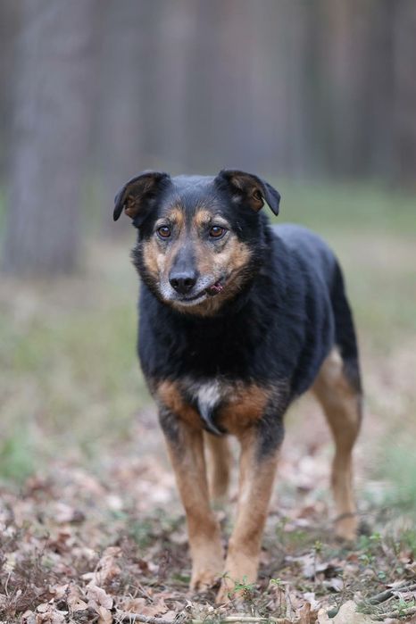 Lolo psi anioł szuka domu