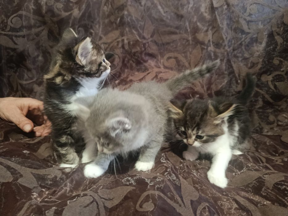 Кошенята в добрі руки