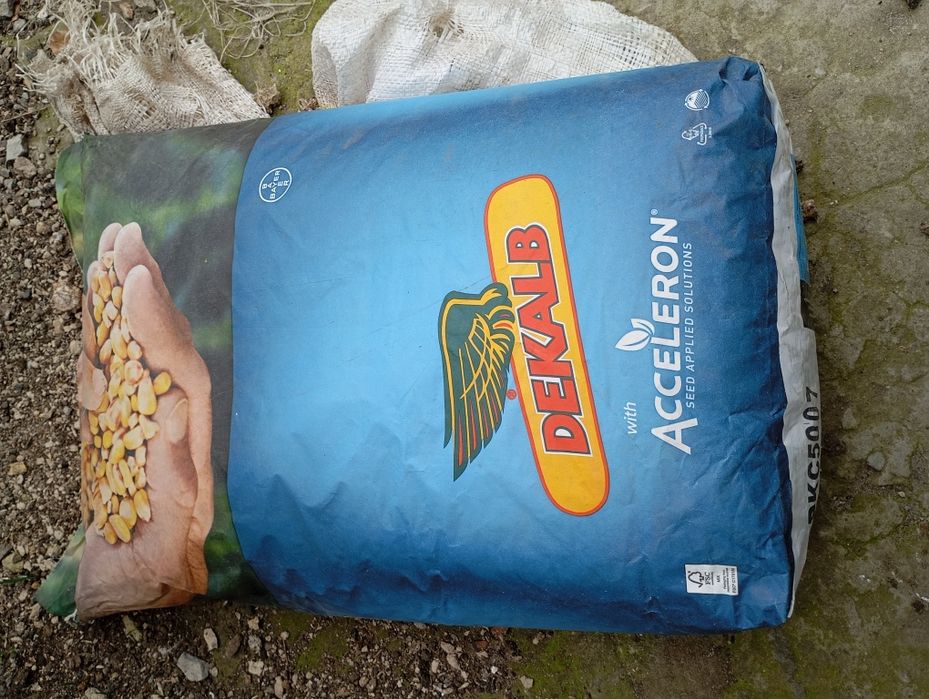 Продам сімена кукурудзи