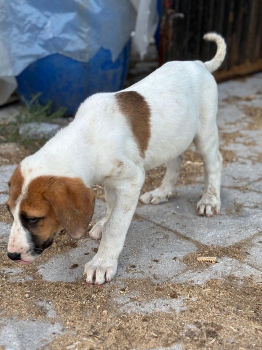 Cão de gado transmontano LOP fêmea