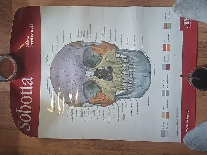 plakat medyczny anatomia Sobotta