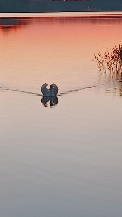 Usługi sprzątające