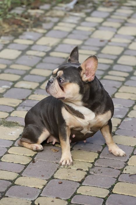 Лилово подпалая девочка французского бульдога