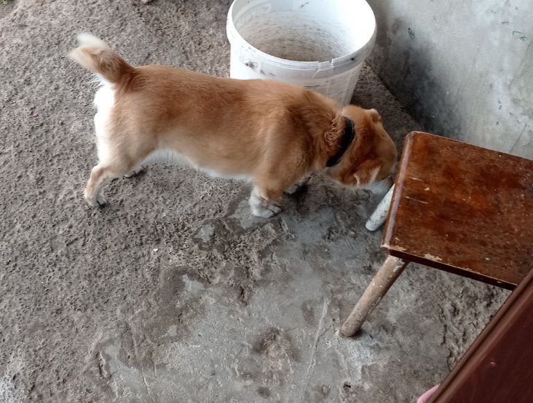 Дівчинка Мала, в добрі руки