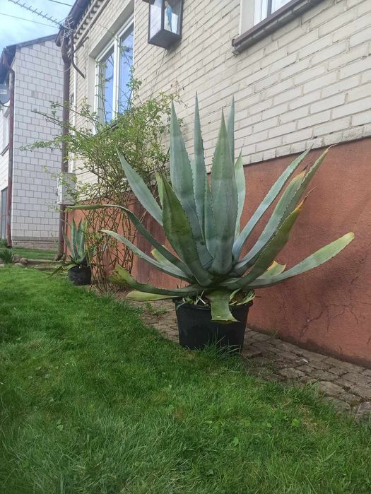 Piękna Agawa w donicy