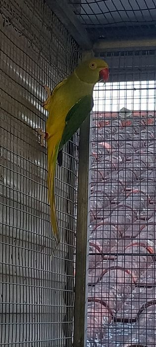 Ring necks prontos a criar