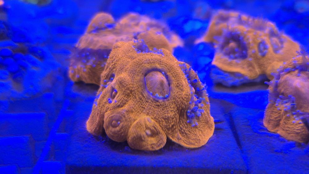 Acanthastrea Bowerbanki ULTRA RED