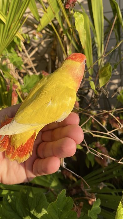 Agapornis domesticado