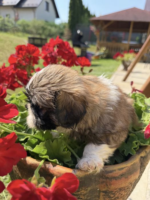 Shih-Tzu piękny piesek gotowy do odbioru !