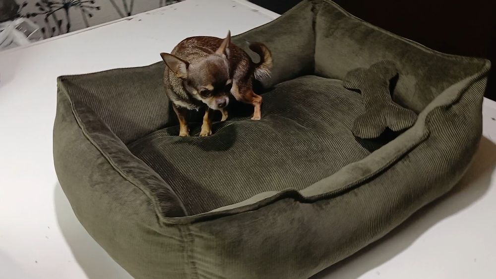 Лежанка для собак и котов. Диван для собак и котов. Матрас для собаки