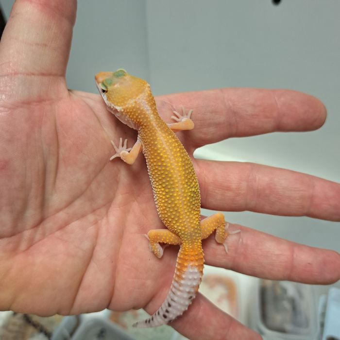 Gekon eublefar lamparci w GRUBY KOCUR Rzeszów