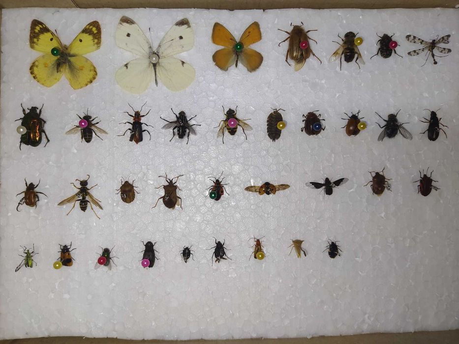 Комахи ентомологічна колекція для студентів та учнів
