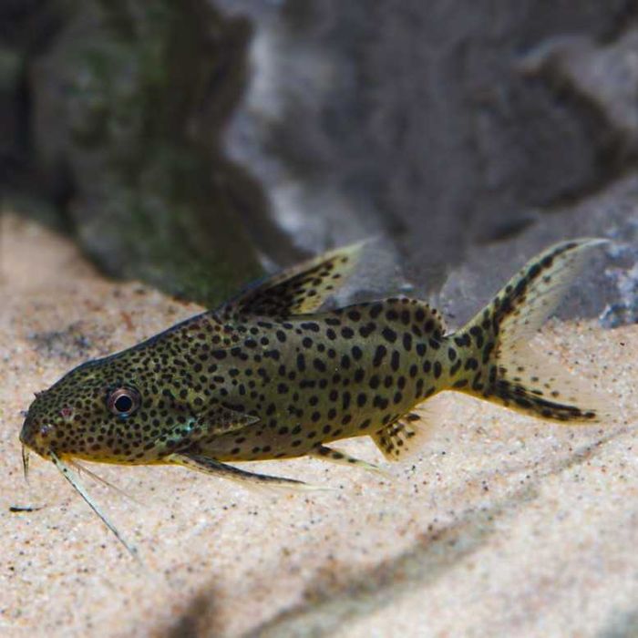 Synodontes leopard 20cm