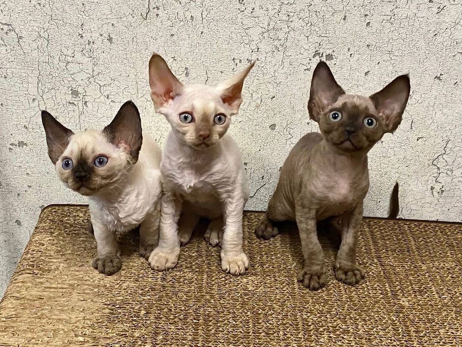 Девон Рекс Devon Rex чистокровні кошенята