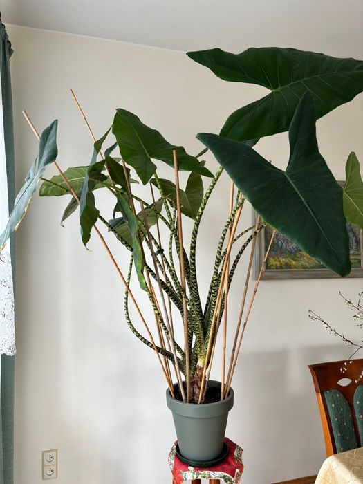 Alocasia Alokazja Zebrina 140cm