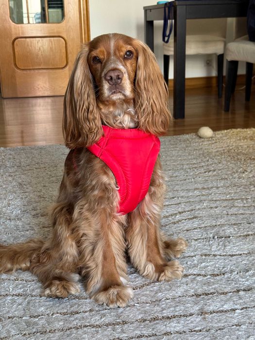 (NOVO) Peitoral KONG vermelho para cão