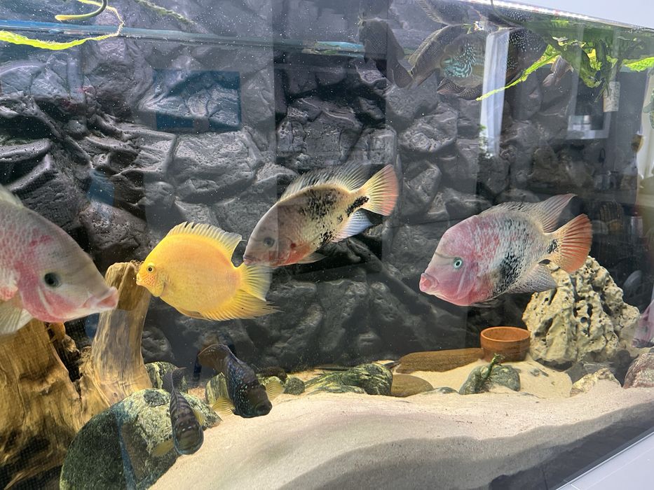 Akwarium diversa ok. 600 l 160/60/60 plus szafka pokrywa ryby filtr