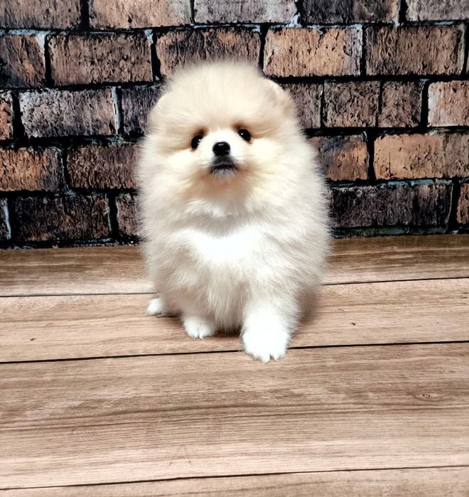 Хлопчик померанського шпіца міні