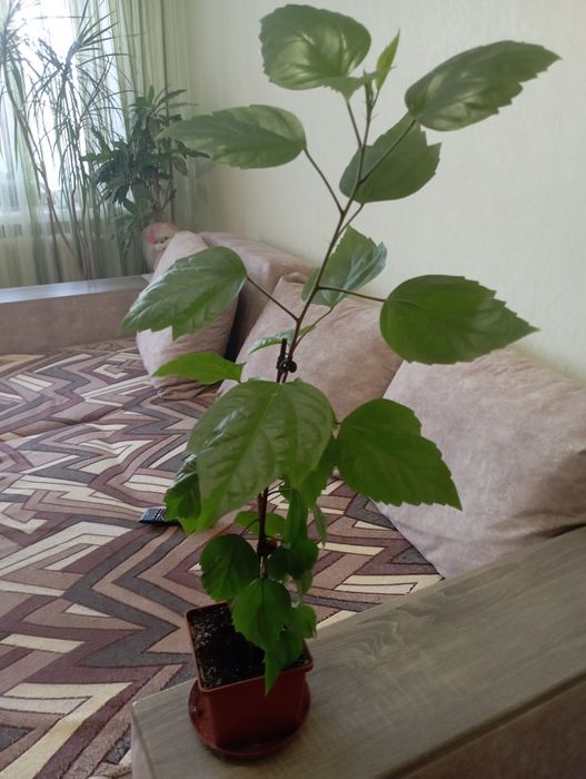 Продам китайську троянду