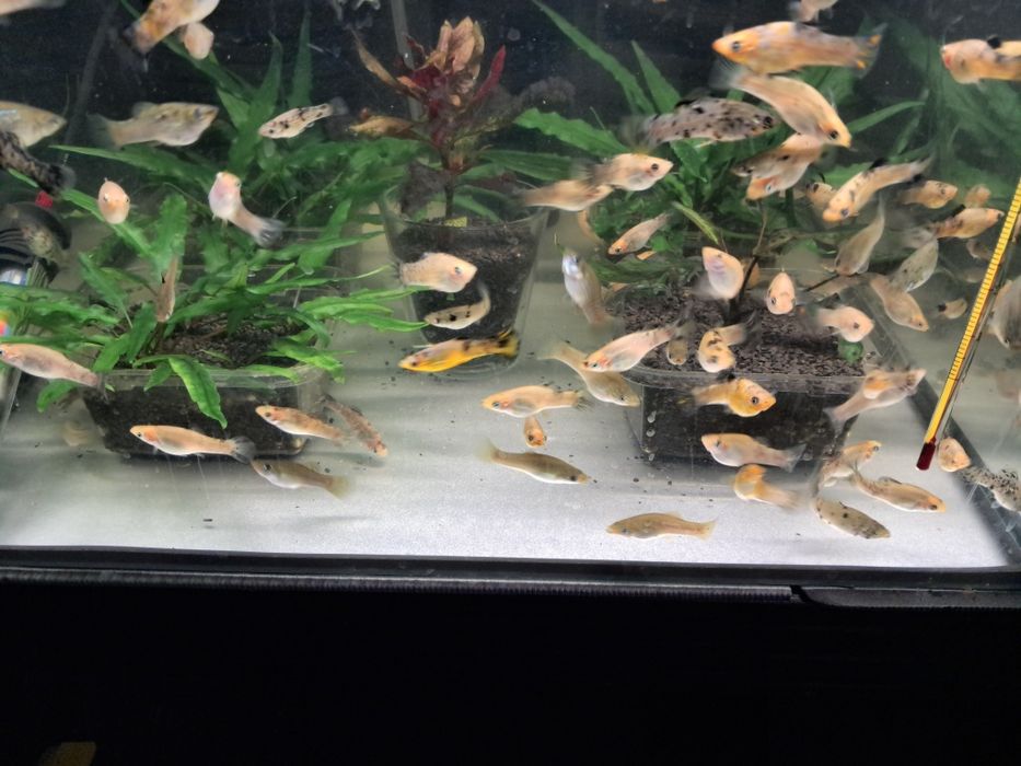 Sprzedam molinezje molinezja nakrapiana srebrna złota