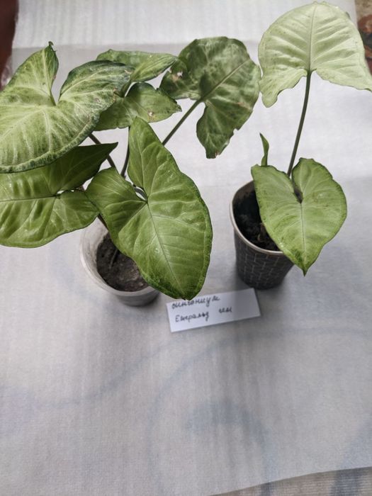 Сінгоніус хатній