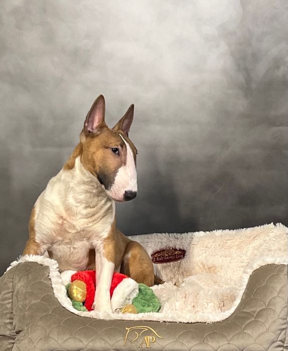 Bulterier miniaturowy, mini bull piesek