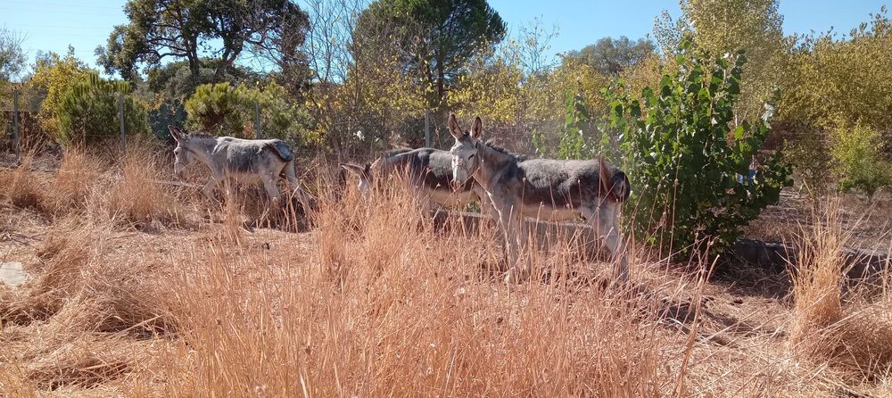 3 Burros  andaluzes  castrados + charrete.
